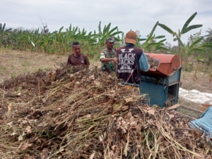 Usai Panen Kacang Hijau, Babinsa Himbau Petani Siapkan Lahan Untuk Masa Tanam Berikutnya