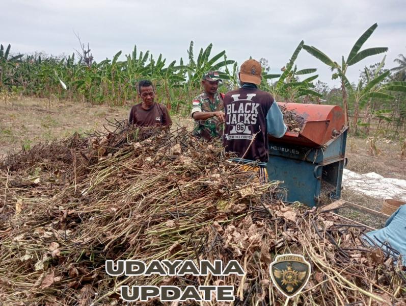 Usai Panen Kacang Hijau, Babinsa Himbau Petani Siapkan Lahan Untuk Masa Tanam Berikutnya
