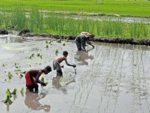 Babinsa dan Warga Bersinergi Tanam Padi di Sawah Milik Bapak Abner Samoi
