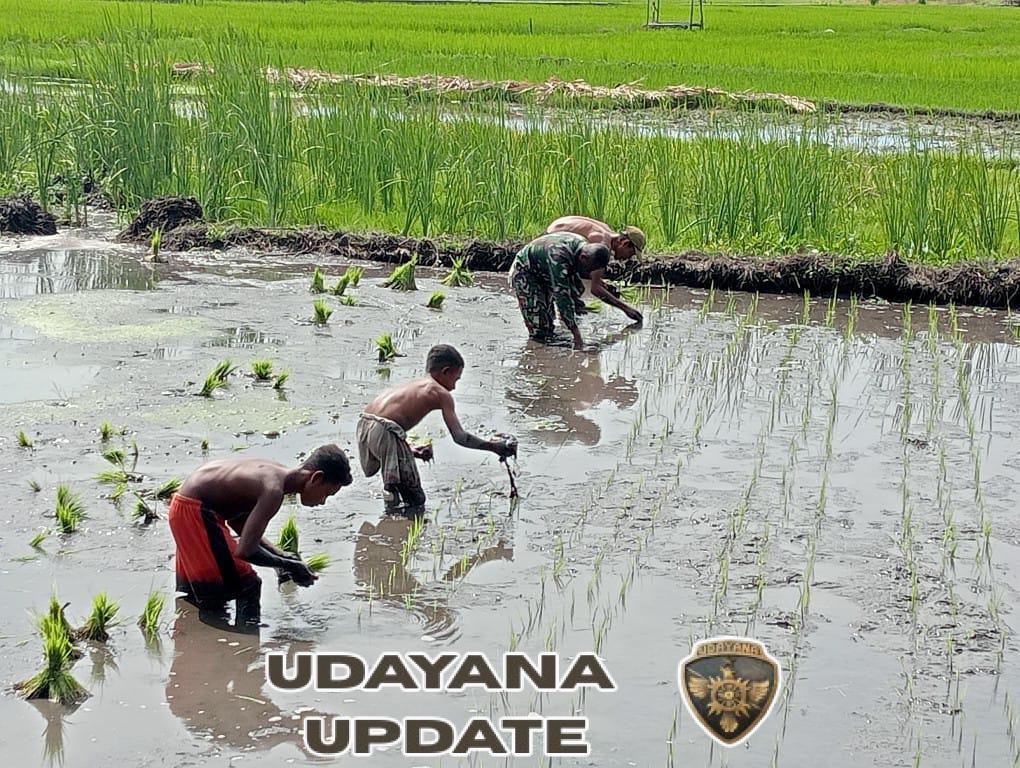 Babinsa dan Warga Bersinergi Tanam Padi di Sawah Milik Bapak Abner Samoi