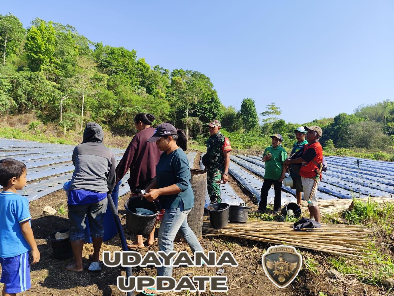 `Babinsa Serka I Ketut Widiantara Putra Ajak Petani Desa Anapalu Tingkatkan Hasil Pertanian