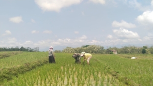 Merawat Harapan di Sawah Liang Sola: Babinsa Lembor Ikut ‘Perangi’ Gulma, Jamin Panen Maksimal