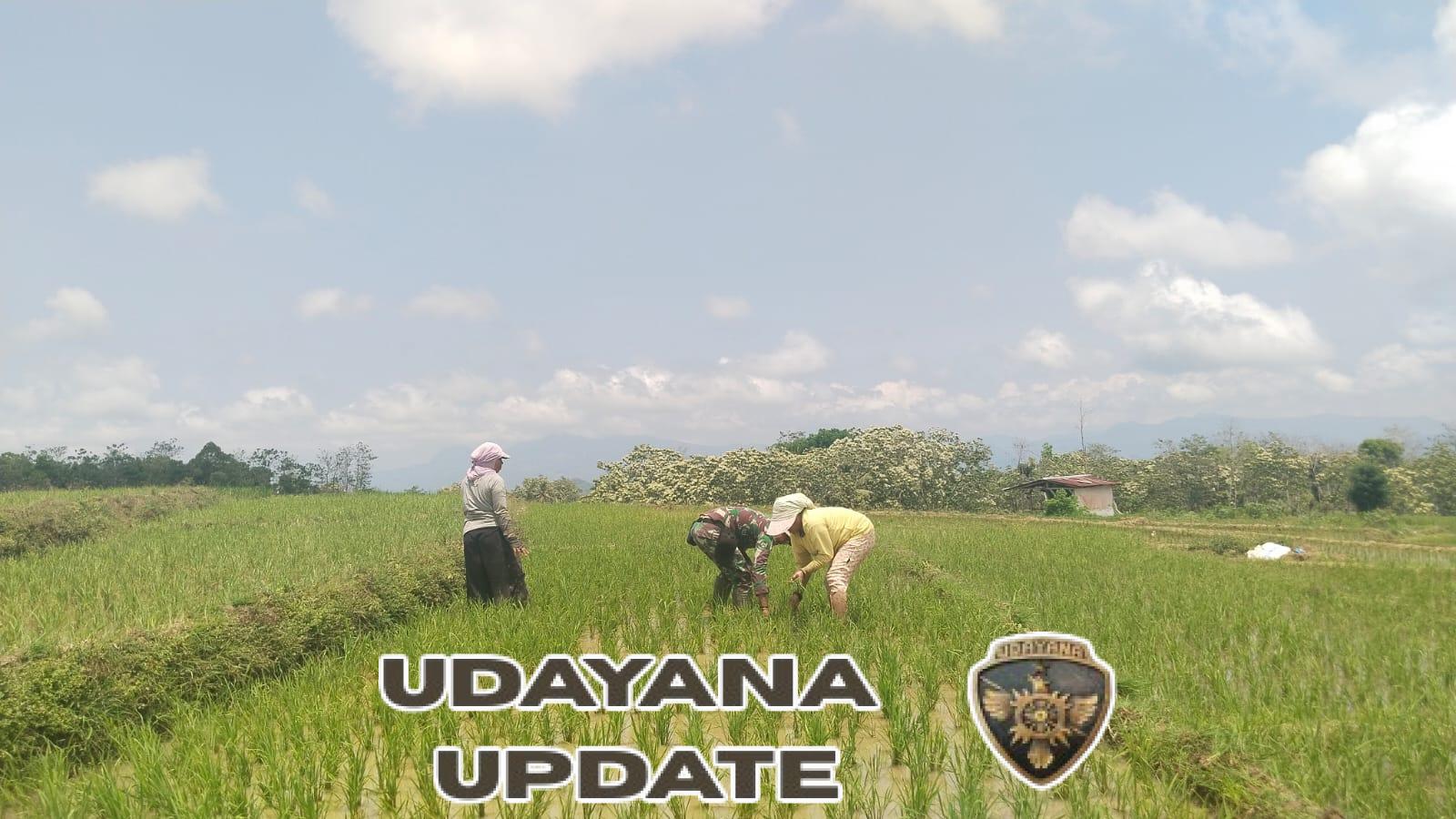 Merawat Harapan di Sawah Liang Sola: Babinsa Lembor Ikut ‘Perangi’ Gulma, Jamin Panen Maksimal