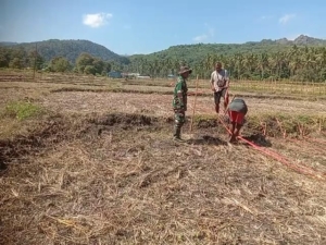 Pengawal Lahan Emas: Babinsa Macang Pacar Turun ke Ladang, Dampingi Petani Tanam Jagung Demi Ketahanan Pangan