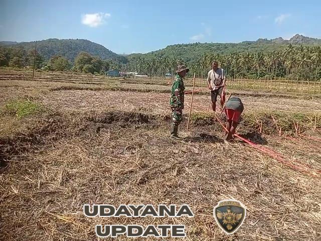Pengawal Lahan Emas: Babinsa Macang Pacar Turun ke Ladang, Dampingi Petani Tanam Jagung Demi Ketahanan Pangan
