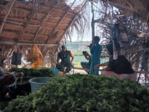 Babinsa Kodim 1622/Alor Dorong Peningkatan Kualitas Rumput Laut di Pantar Barat Laut