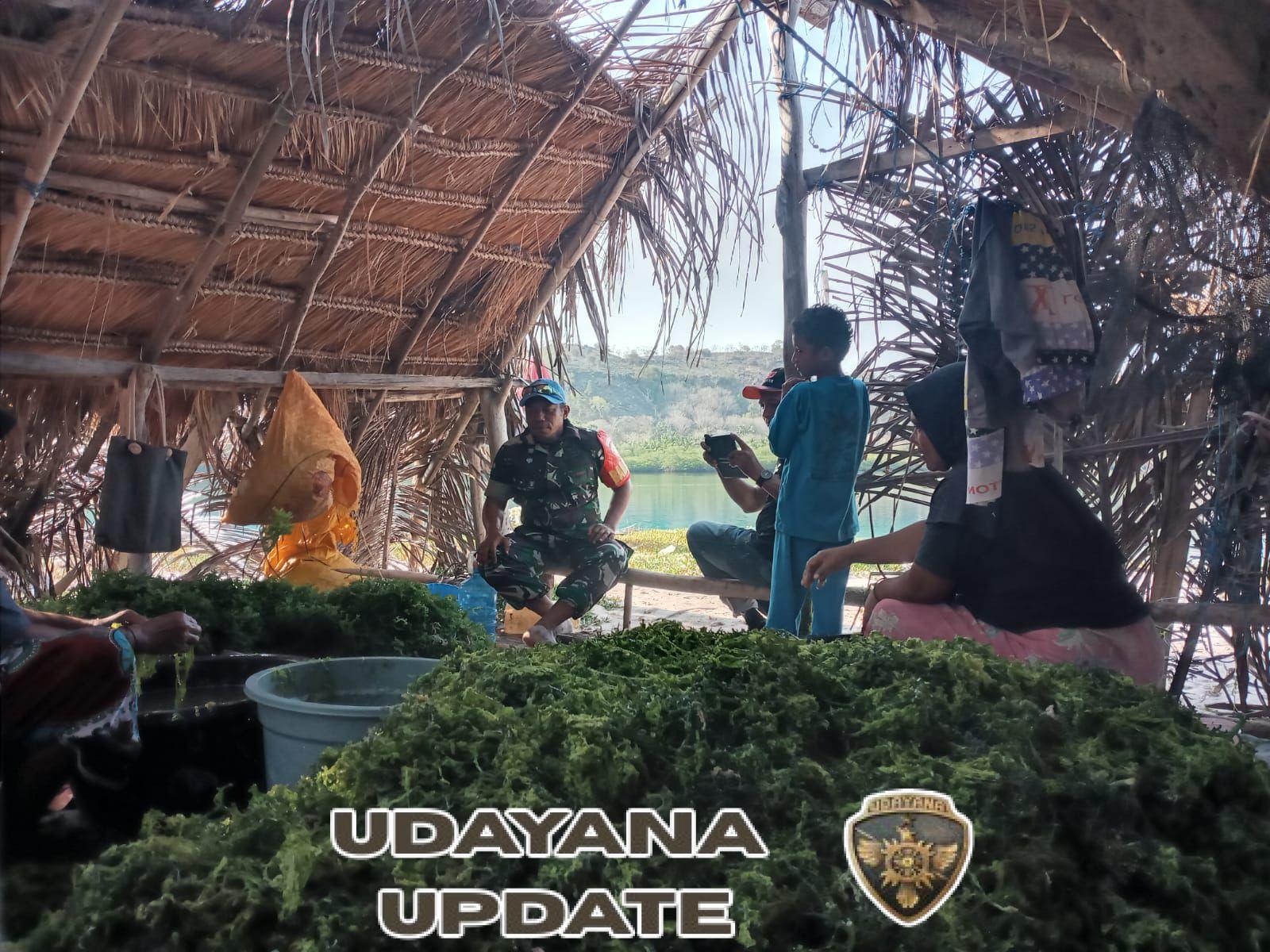 Babinsa Kodim 1622/Alor Dorong Peningkatan Kualitas Rumput Laut di Pantar Barat Laut