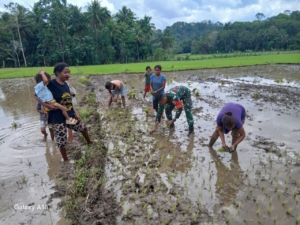 Babinsa Tabundung Dampingi Petani Bajak Sawah dan Tanam Padi di Desa Praingkareha