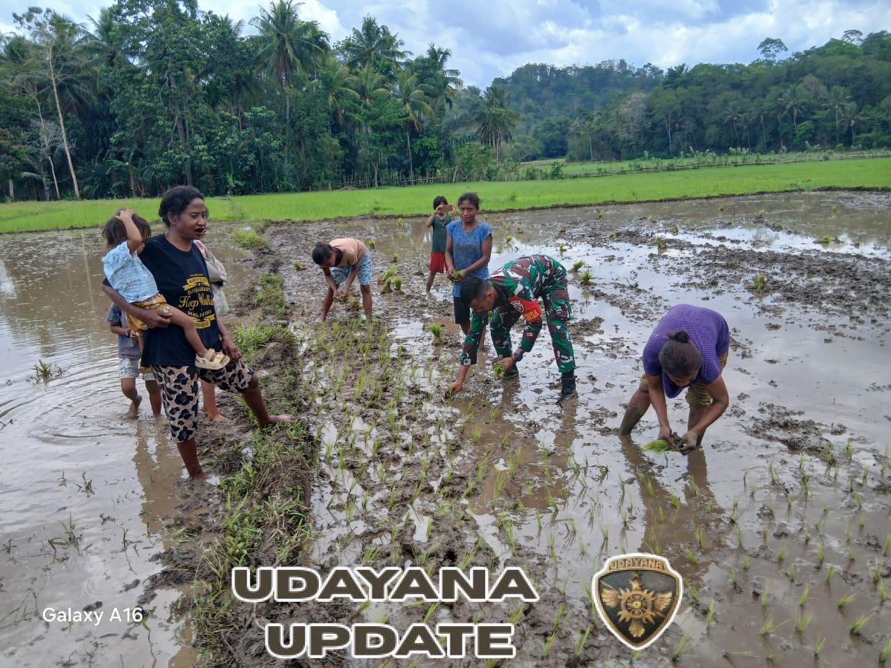 Babinsa Tabundung Dampingi Petani Bajak Sawah dan Tanam Padi di Desa Praingkareha