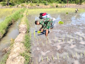 Langkah TNI di Sawah Golo Kantar: Tanam Semangat, Panen Harapan