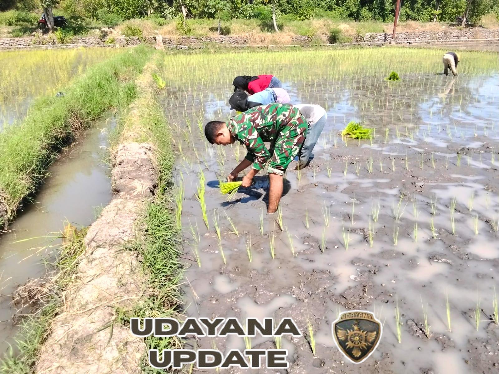 Langkah TNI di Sawah Golo Kantar: Tanam Semangat, Panen Harapan