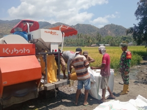 Babinsa Maurole Turun ke Sawah, Bantu Petani Panen Padi di Desa Keliwumbu