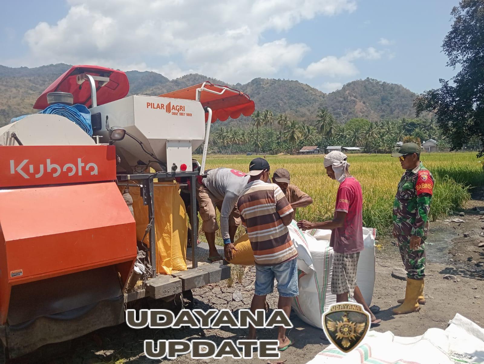 Babinsa Maurole Turun ke Sawah, Bantu Petani Panen Padi di Desa Keliwumbu