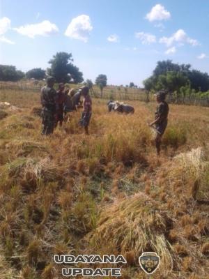 Babinsa Sertu Nelson Sine Dampingi Petani Panen Padi di Langgabanok, Desa Mokdale