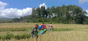Babinsa Tabundung Dampingi Warga Panen Padi di Desa Billa