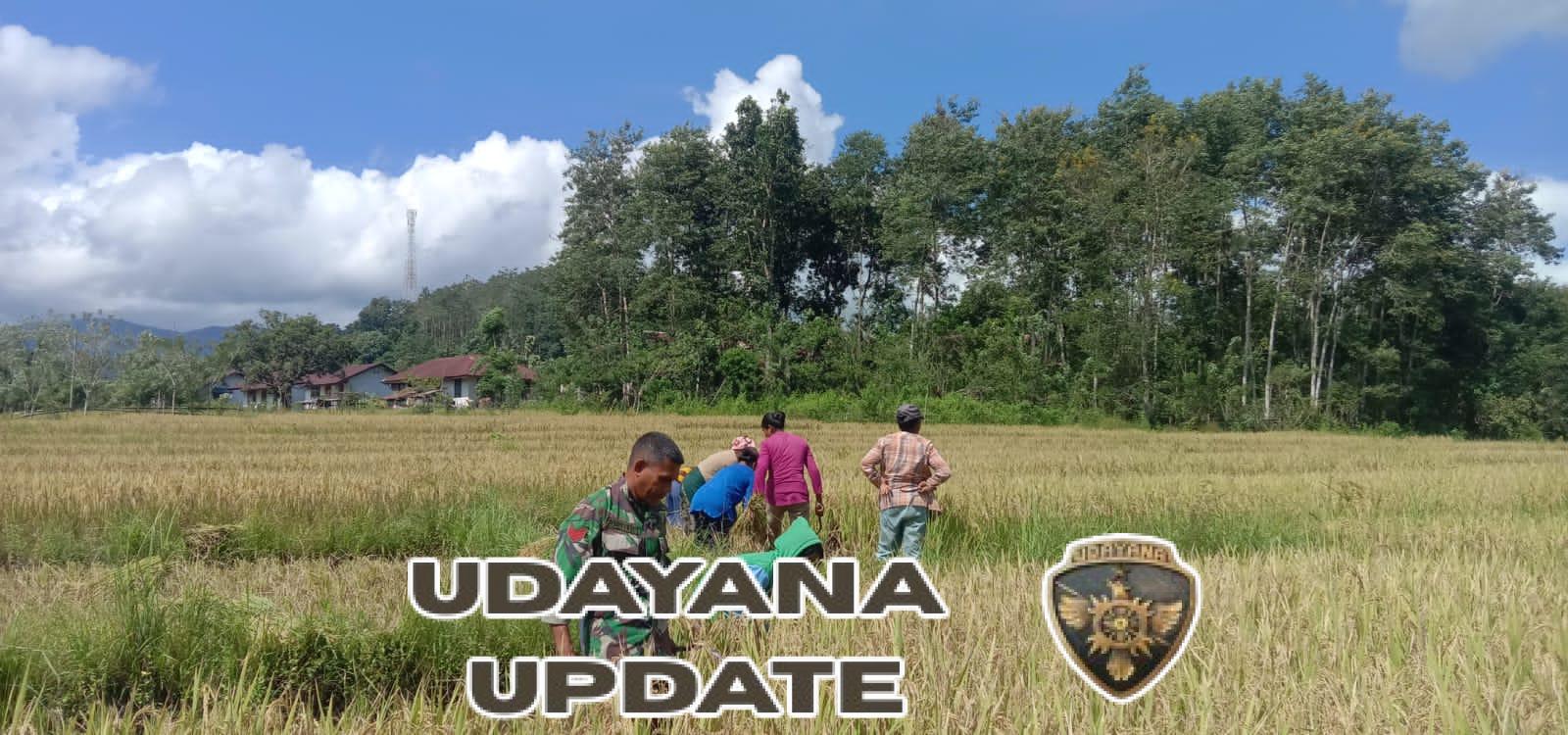 Babinsa Tabundung Dampingi Warga Panen Padi di Desa Billa