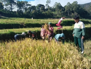 Berkah Panen di Kolang, Babinsa Macang Pacar Turun ke Sawah, Kunci Sukses Ketahanan Pangan