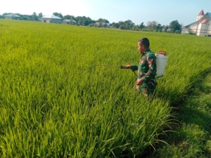 Pratu Hairul Rejeki, Babinsa Koramil 1612-05/Satar Mese yang Tak Segan Turun Lumpur Demi Petani Manggarai