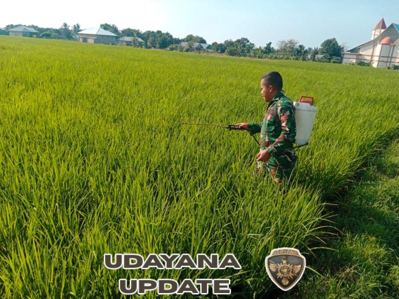 Pratu Hairul Rejeki, Babinsa Koramil 1612-05/Satar Mese yang Tak Segan Turun Lumpur Demi Petani Manggarai