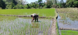 Tak Hanya Jaga Keamanan, Babinsa Koramil 1612-03/Borong Buktikan Kepedulian Lewat Pendampingan Pertanian