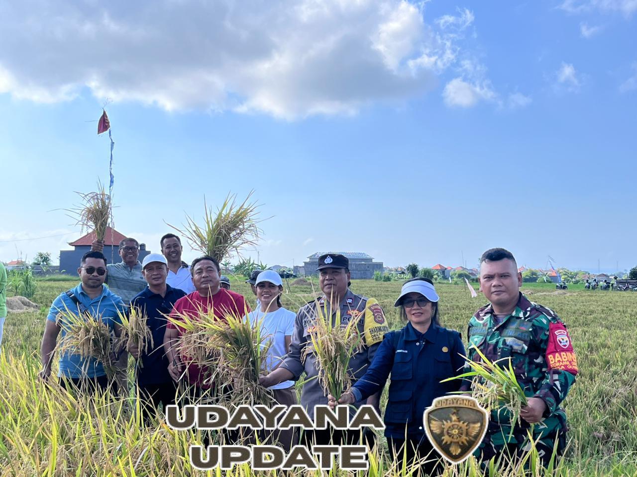 Babinsa Guwang Dukung Panen Perdana Padi Organik di Subak Juwan