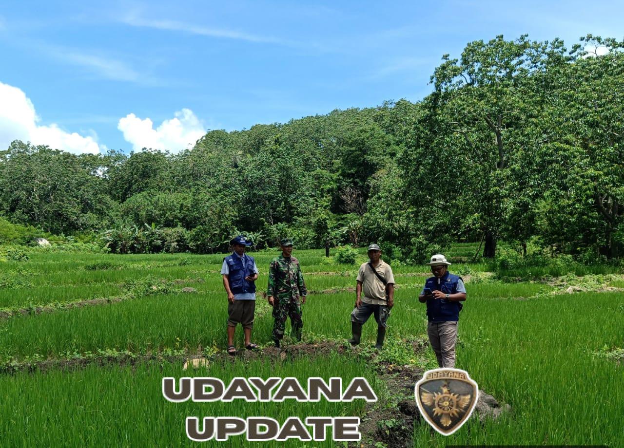 Sinergi TNI dan Mahasiswa: Pengecekan Pertumbuhan Padi untuk Ketahanan Pangan di Macang Pacar