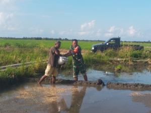 Babinsa Pahunga Lodu Dampingi Petani Desa Wulla Sebar Bibit Padi