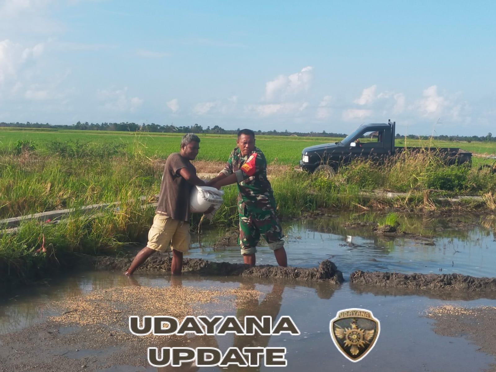 Babinsa Pahunga Lodu Dampingi Petani Desa Wulla Sebar Bibit Padi