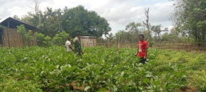 Babinsa Lewa Ajak Warga Rawat Tanaman Demi Ketahanan Ekonomi Keluarga