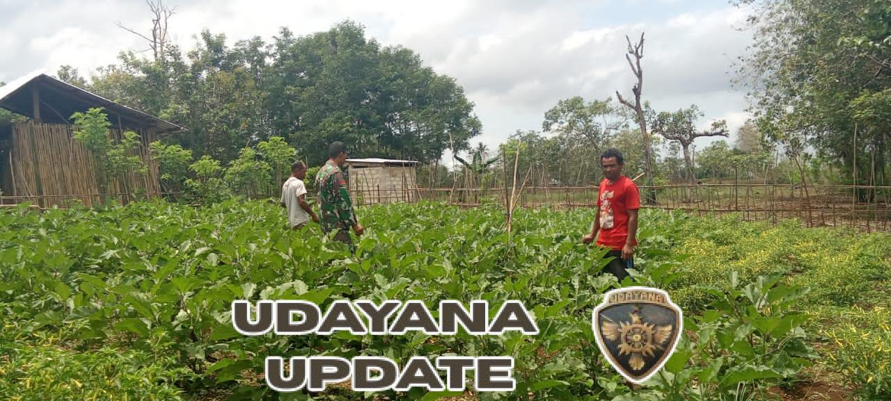 Babinsa Lewa Ajak Warga Rawat Tanaman Demi Ketahanan Ekonomi Keluarga