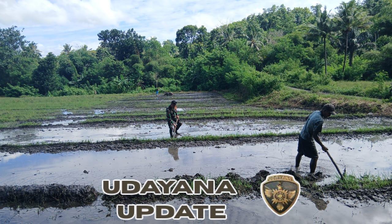 Babinsa Tabundung Bantu Petani Muat Pematang Sawah di Desa Prekomba