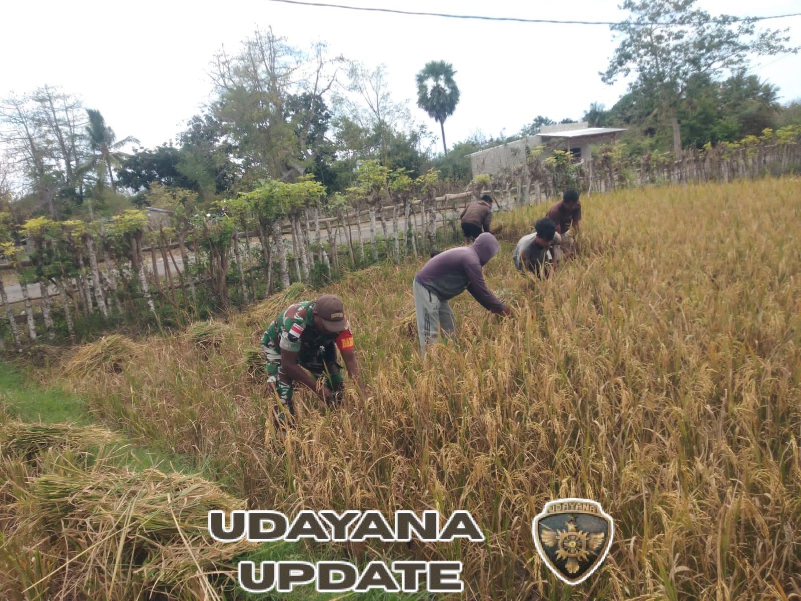 Babinsa Koramil 03/Pahunga Lodu Bantu Warga Panen Padi di Sawah