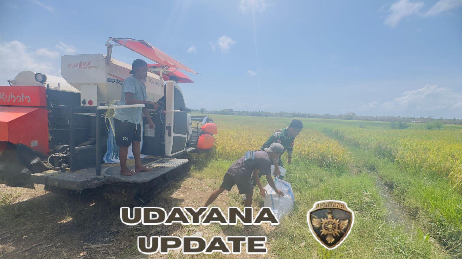 Pratu Apris Yontara Hapu Dampingi Petani Panen Padi di Pahunga Lodu