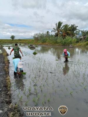 Dukungan TNI untuk Ketahanan Pangan, Praka Subhan Dampingi Petani di Lembor