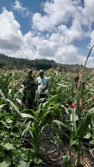 Babinsa Kodim 1601/Sumba Timur Aktif Dukung Pertanian Warga Lewat Pendampingan Lapangan