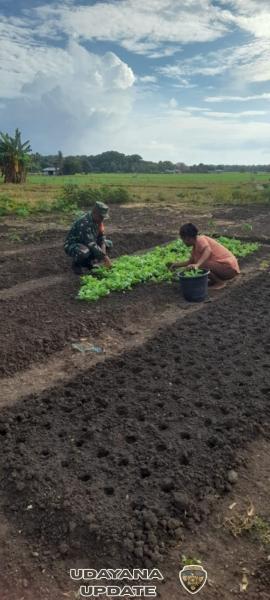 Pendampingan Babinsa Rindi Umalulu, Dorong Ketahanan Pangan Desa Wanga