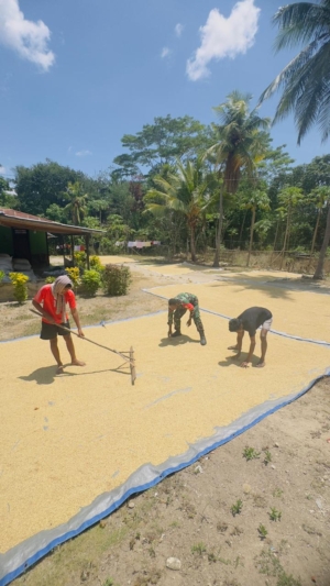 Babinsa Pahunga Lodu Bantu Petani Jemur Padi di Desa Kaliuda