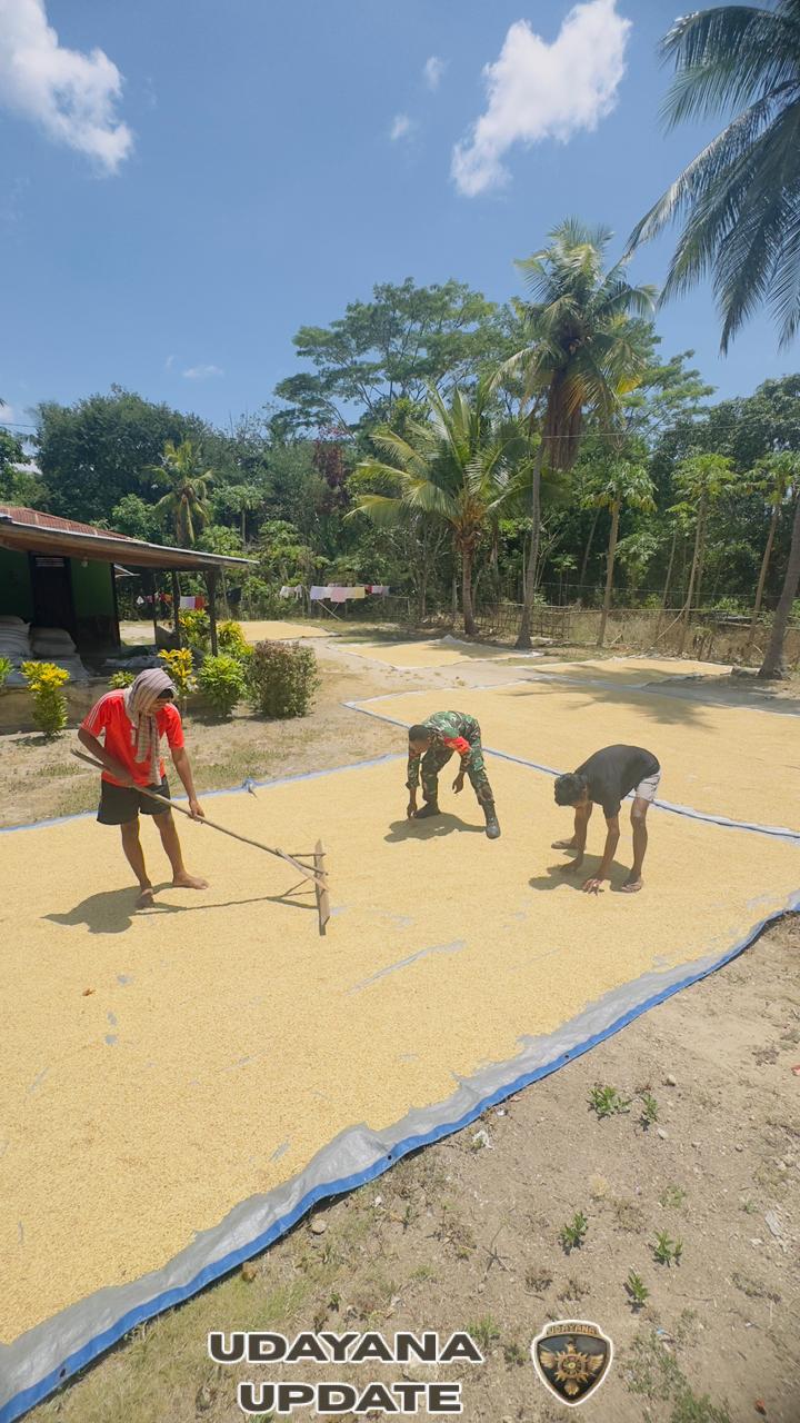 Babinsa Pahunga Lodu Bantu Petani Jemur Padi di Desa Kaliuda