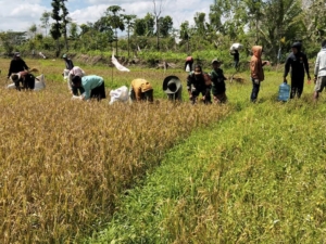 Babinsa Koramil 1613-01/Loli Bantu Warga Panen Padi di Desa Bina Mora