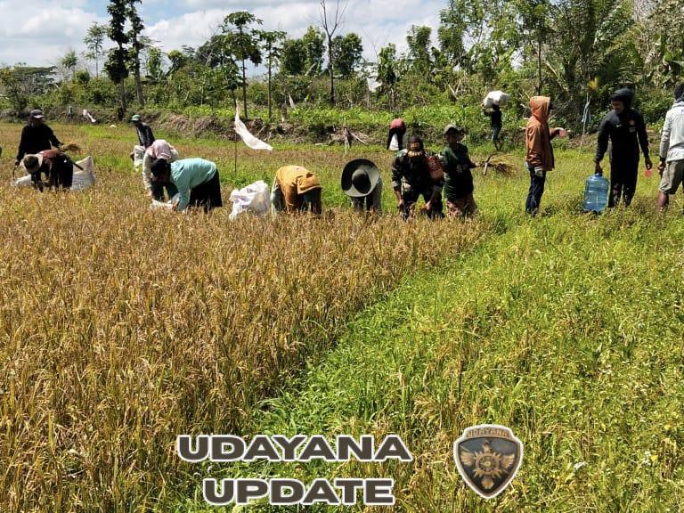 Babinsa Koramil 1613-01/Loli Bantu Warga Panen Padi di Desa Bina Mora
