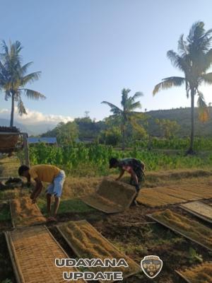 Babinsa Desa Riwo Bantu Petani Jemur Tembakau di Woja Atas
