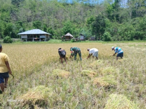 Babinsa Koramil 1601-04/Tabundung Dampingi Petani Saat Panen di Praingkareha
