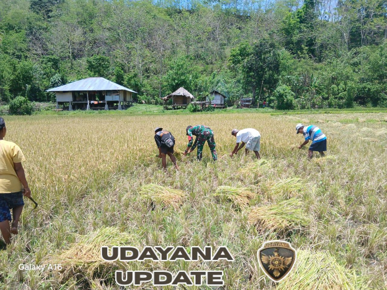 Babinsa Koramil 1601-04/Tabundung Dampingi Petani Saat Panen di Praingkareha