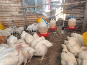 Peduli Perbatasan, Satgas Pamtas Yonarhanud 2 Kostrad Adakan Ternak Ayam