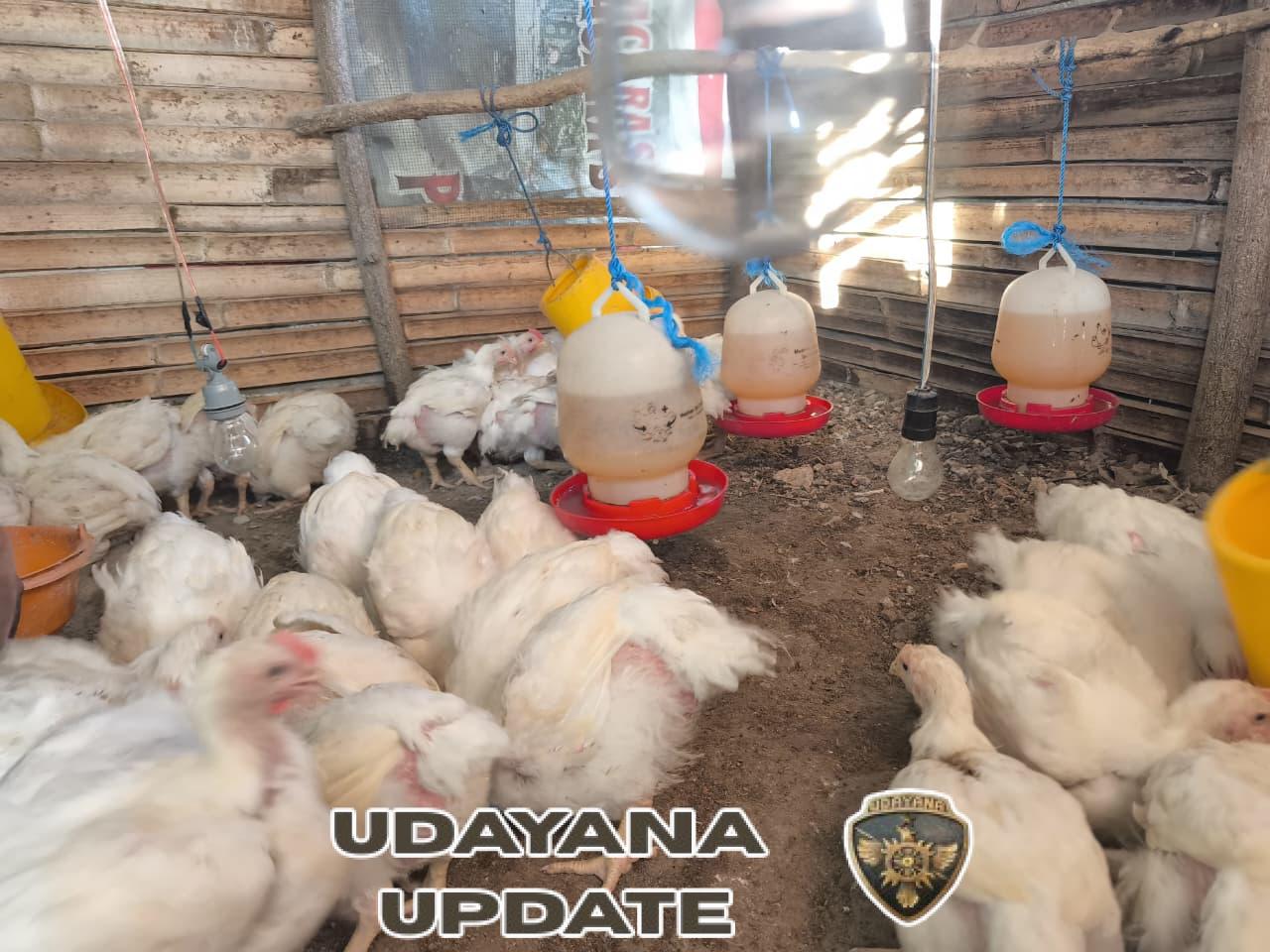Peduli Perbatasan, Satgas Pamtas Yonarhanud 2 Kostrad Adakan Ternak Ayam