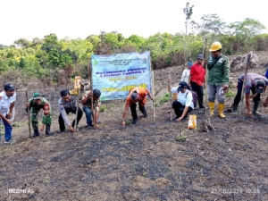 Mengukir Kemandirian Pangan, Babinsa Lembor Dukung Penuh BUMDes Lembu Nai Tanam Jagung di Wae Jare