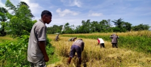 Babinsa Koramil 01/Loli Panen Padi Bersama Warga Desa Ubu Raya