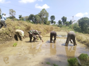 Menyemai Asa di Sawah Leweng, Babinsa Lembor Bersama Petani Garap Lahan, Jaminan Panen Raya