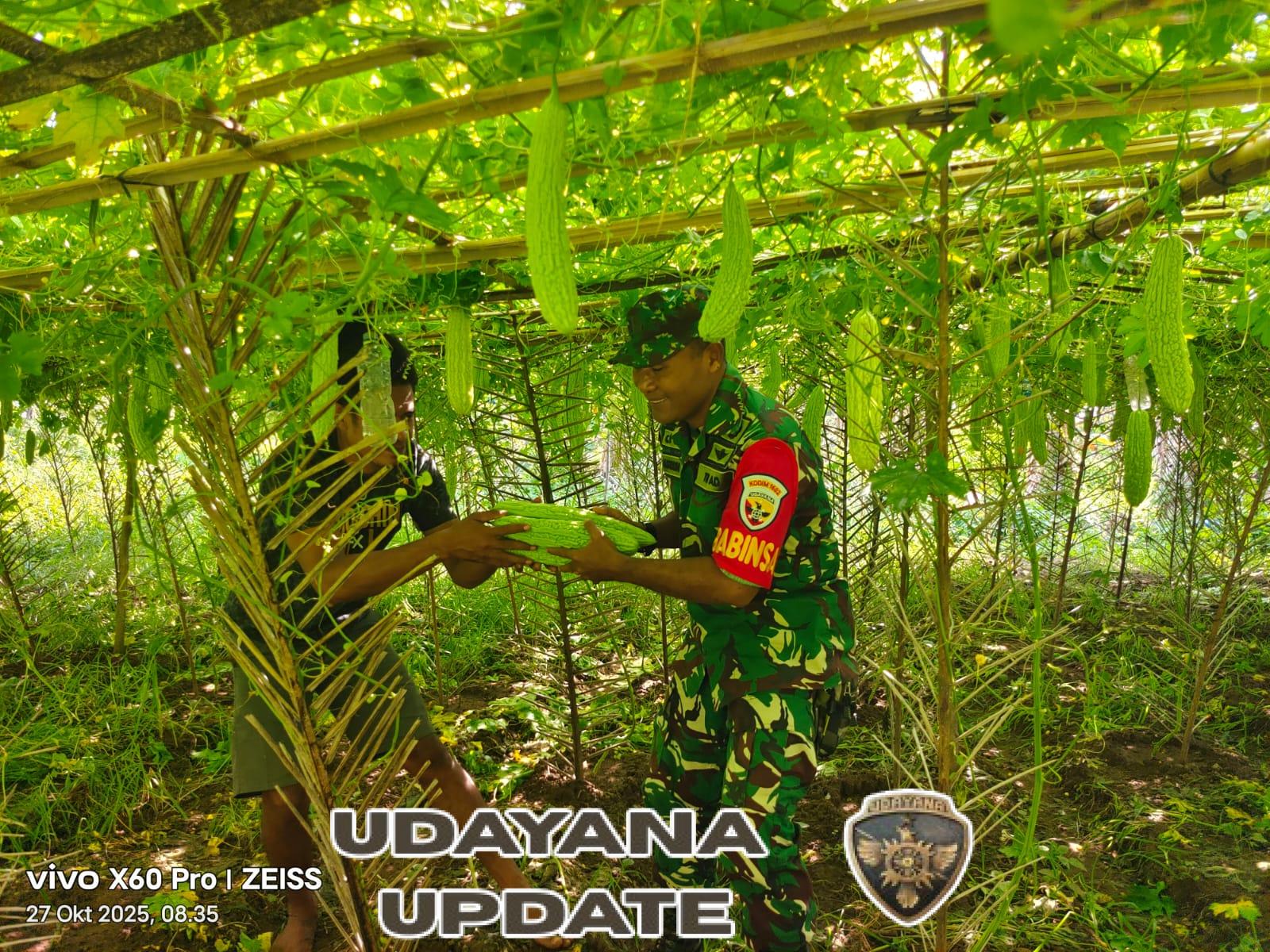 Serma Nasrudin Latif Motivasi Warga Dusun Watumere Lewat Kegiatan Panen Sayur