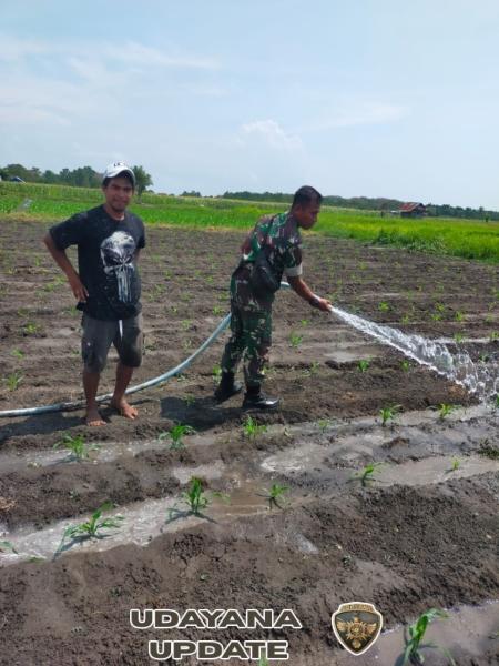 Babinsa Koramil 1612-02/Reok Turun ke Sawah, Guyub Bareng Petani Jagung di Kelurahan Mata Air